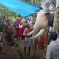 Elephant Brahmadathan Last Tributes To Mahout Omanachettan