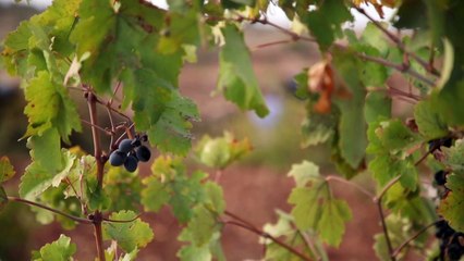 إحياء نبيذ الأشوريين في تركيا يفتح الطريق أمام عودة ثقافتهم