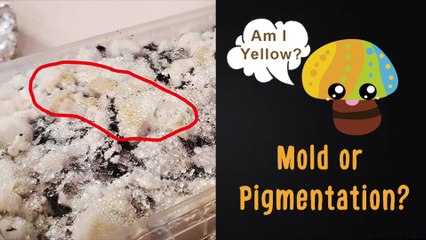 Yellow mold or mycelium pigmentation? | Contamination or not?