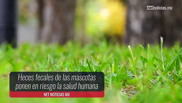 Heces fecales de las mascotas ponen en riesgo la salud humana