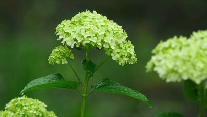 'Little Lime' Is the Petite Hydrangea Your Small Garden Needs