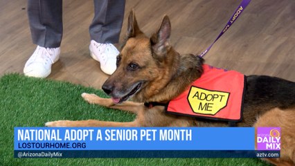 Lost Our Home Pet Rescue on National Adopt a Senior Pet Month