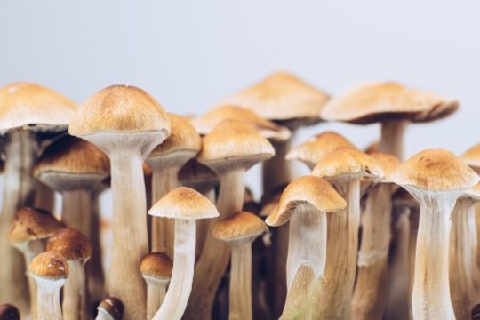 Detroit Votes To Decriminalize Psychedelic Drugs Like Magic Mushrooms