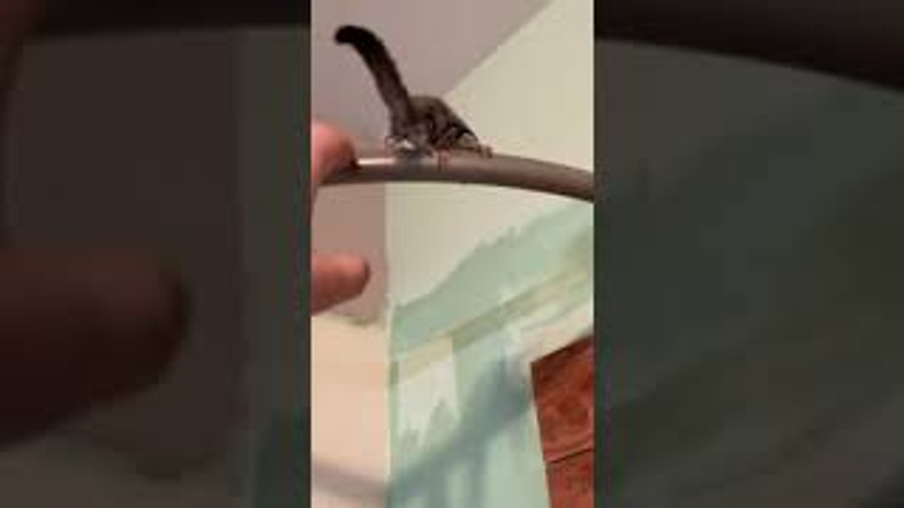 Sugar Gliders Jump When Called