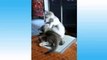 Super Cute Pets Video _ Cute Pets Doing Funny Things