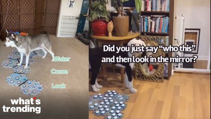 Behind the Science of Talking Dogs and Cats on TikTok