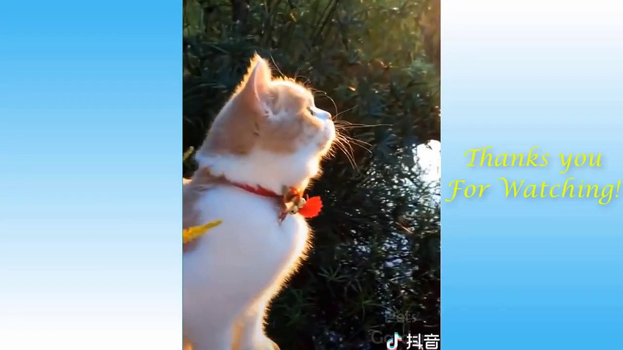 Supper Cute Kittens In The World - Best of Cute Pets