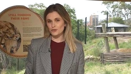 Taronga's five African lion cubs make first appearance