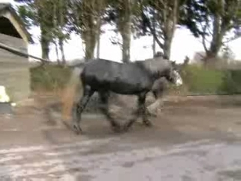 ROZ AVEL DU MAUCOMBLE