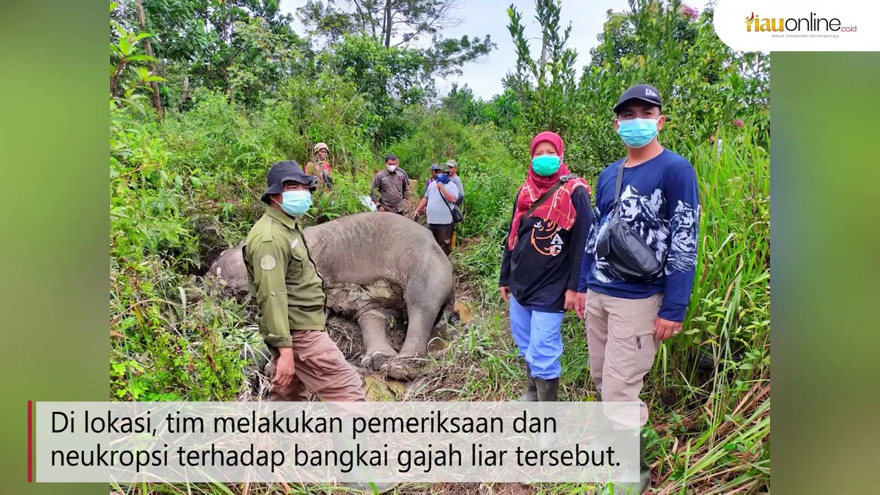 SEMPAT DI OBATI TIM BBKSDA RIAU, GAJAH BETINA DIKAWASAN BUKIT APOLO DITEMUKAN MATI !
