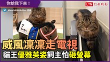 貓國王在電視上散步展現英姿　飼主崩潰：「你給我下來」