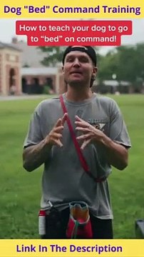 Dog Bed Command Training | How to Teach a Dog Place Command