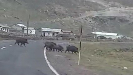 Susuz kalan yaban domuzu sürüsü karayoluna indi