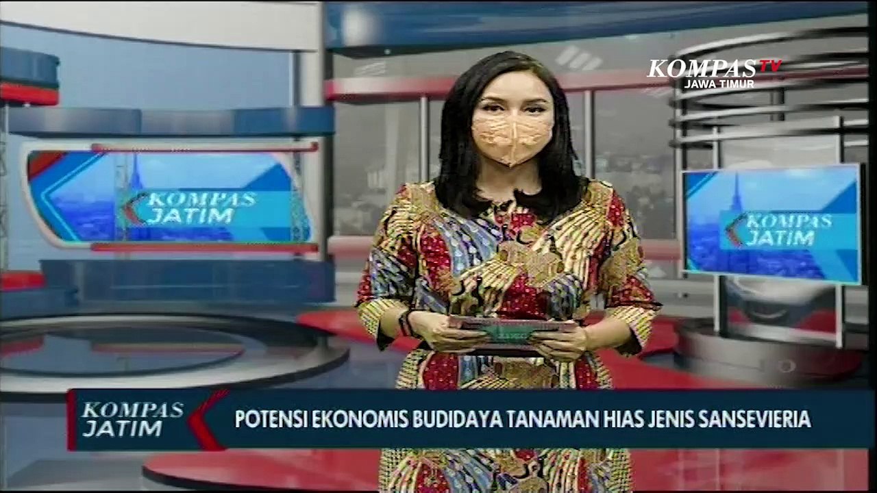 Potensi Ekonomis Budidaya Sansevieria