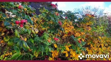 Un autre montage pour le plaisir merci elise