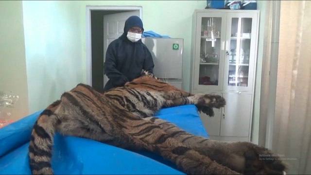 BKSDA Jambi Ungkap Penyebab Kematian Harimau Sumatera