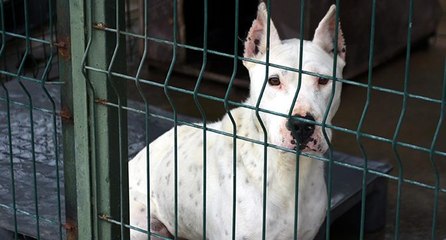 Edirne’nin ‘yasaklı ırk köpekleri’ ömür boyu barınak mahkumu