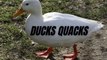 White Ducks Sound Effect | White Ducks Quacks | Kingdom Of Awais