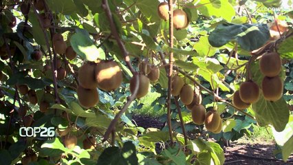 COP26: "En Grecia, se prevé una disminución de la producción agrícola de entre un 15% y un 20%"