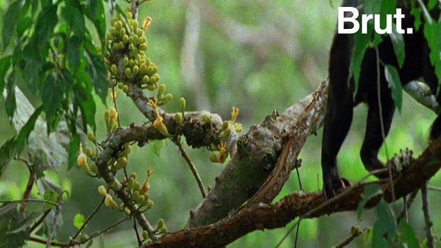 La tayra, un petit prédateur très actif