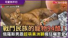 戰鬥民族的寵物94酷！ 俄羅斯男跟「超萌美洲獅」瘋狂曬恩愛