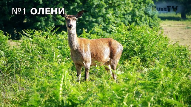 НЕОБЫЧНЫЕ животные Лондона.