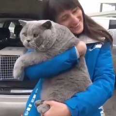 OMG So Cute Cats ♥ Best Funny Cat Videos 2021 ♥ cute and funny cat complement video #45