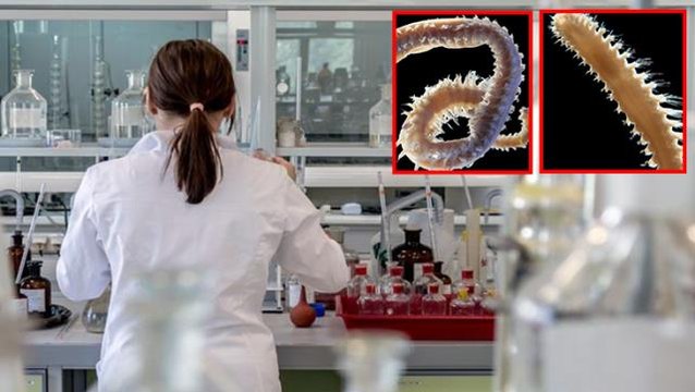 Türk bilim insanları 2 yeni deniz canlısı keşfetti! Sinop ve Türk isimlerini verdiler