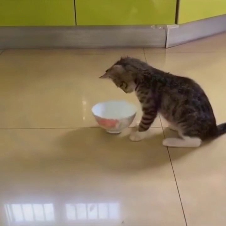 OMG So Cute Cats ♥ Best Funny Cat Videos 2021 ♥ cute and funny cat complement video #50