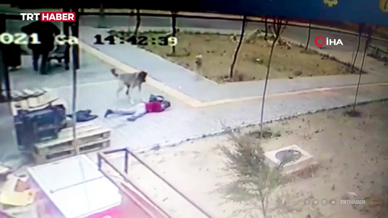 Başıboş köpekler yolda yürüyen çocuğa saldırdı