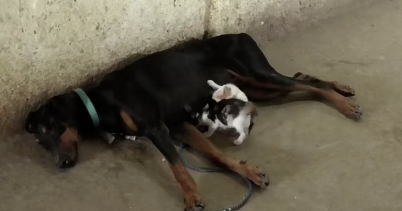 Après avoir fait une fausse couche, cette chienne a adopté trois chatons orphelins