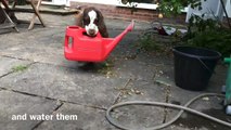 Dog Helps Owners With Gardening