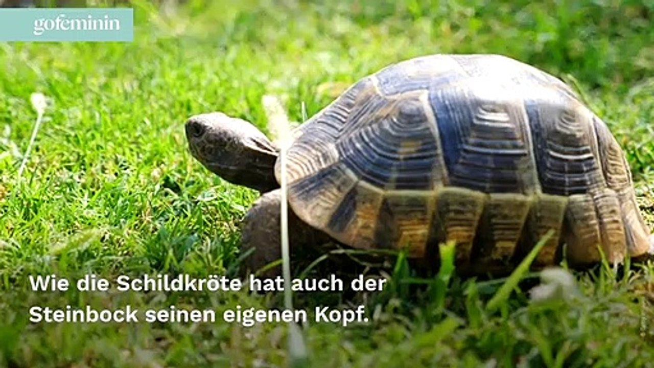 Astro-Pets: Dieses Haustier passt zu deinem Sternzeichen