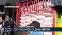 Pemkab Jember Kirim 2000 Ton Jagung ke Blitar untuk Pakan Ternak Ayam