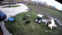 Un chien a un accident avec une voiture de golf