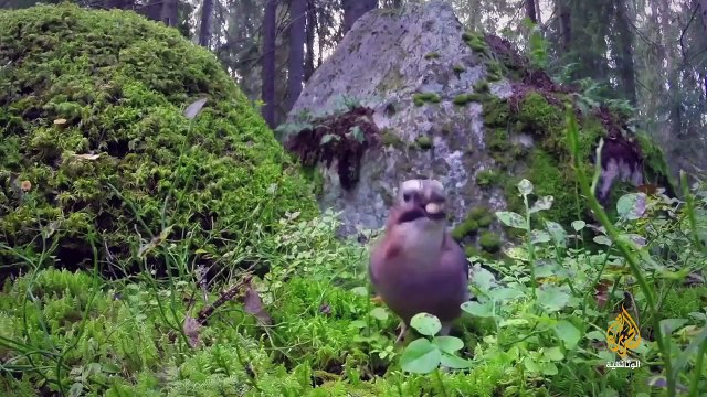 ناشونال جيوغرافيك أبوظبي _ وثائقي- الناجون في الغابات