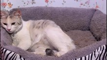 A cat gives birth to 6 very beautiful kittens