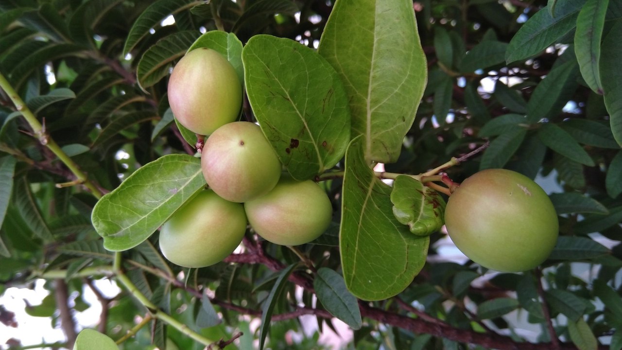 How to Grow Karonda Plant in Pot In July and August video Dailymotion