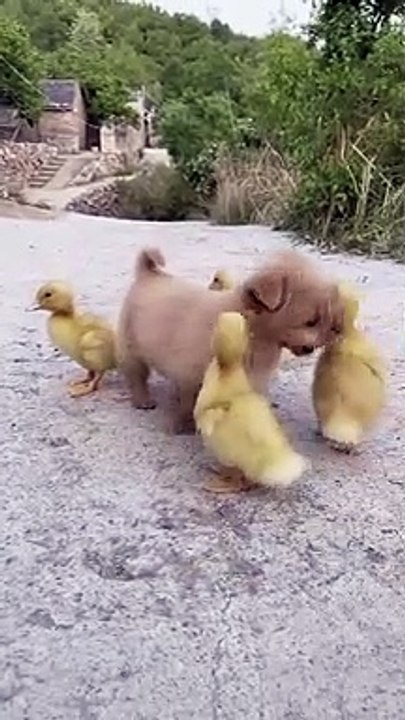 dog and friend