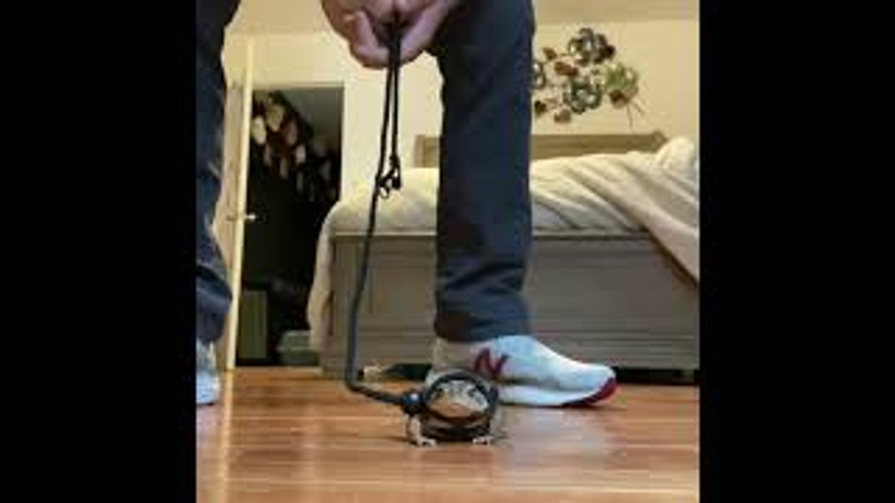 Toad on a Leash