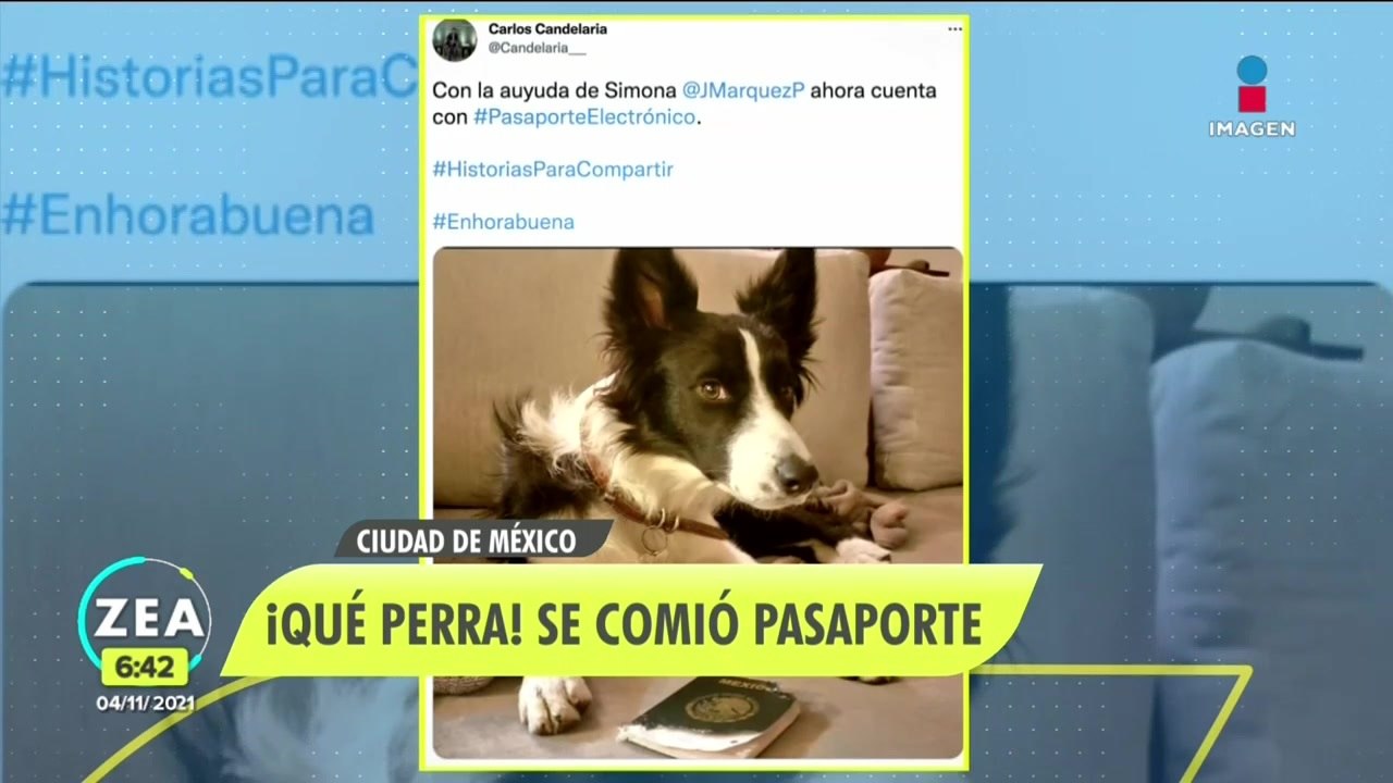 ¡Perrita se come pasaporte de su dueño!