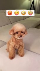 a cute puppy with emoji cuteness video