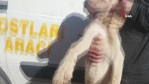 6 aylık köpeğin önce ayağını kestiler, sonra da boynuna ip geçirip işkence ettiler