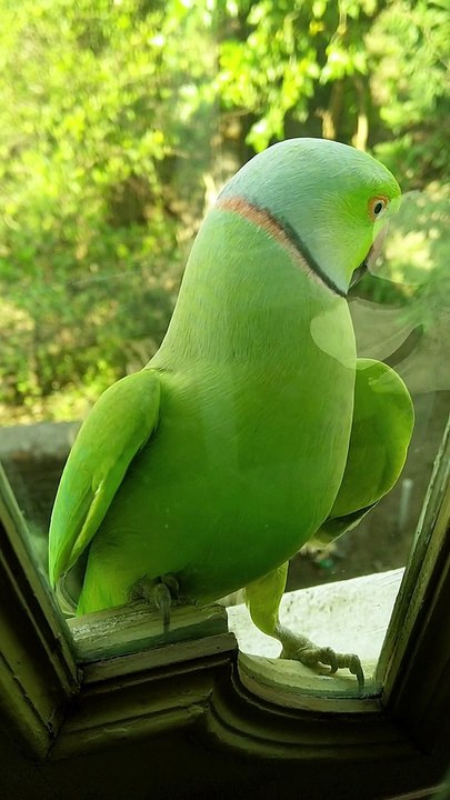 Funny birds Animals cute #shorts