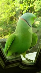 Funny birds Animals cute #shorts