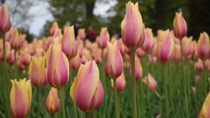 NATURE WITH LOVELY background MUSIC