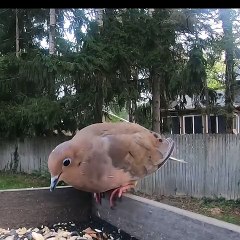 Bird Intentionally Lands on Another Bird Repeatedly