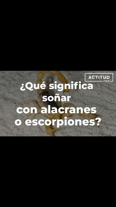 ¿Qué significa soñar con alacranes o escorpiones? | ActitudFem