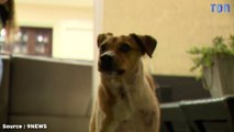 Un chien sauve une famille d’un puma (article vidéo)