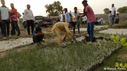 Desert tree-planting drive bearing fruit